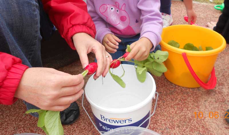 Growing Vegetables