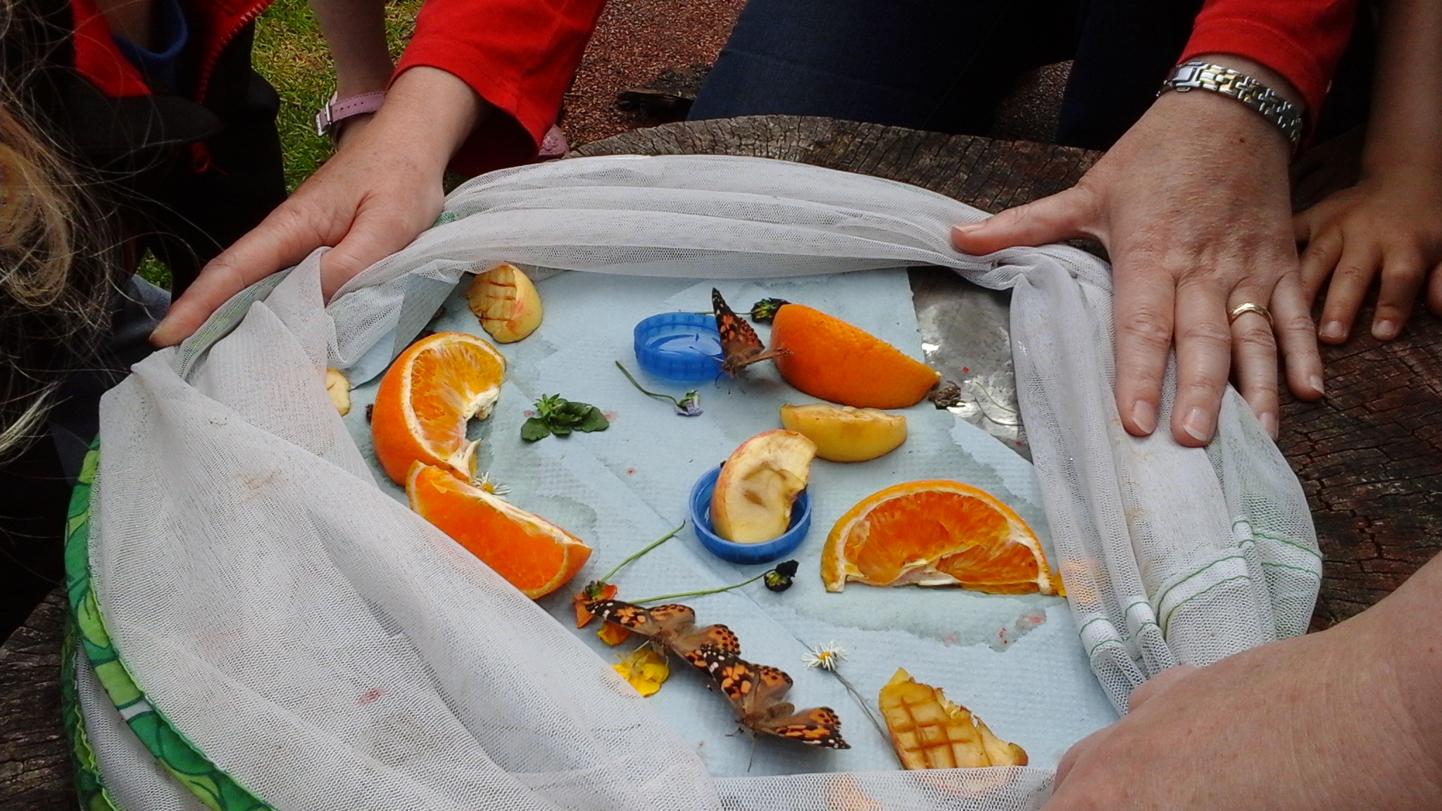 Releasing Butterflies